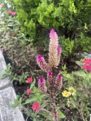 Celosia