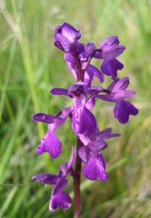 Anacamptis × alata