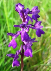 Anacamptis × alata