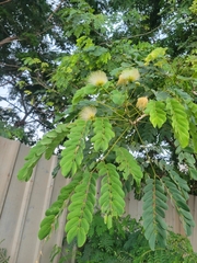 Albizia lebbeck