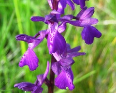 Anacamptis × alata