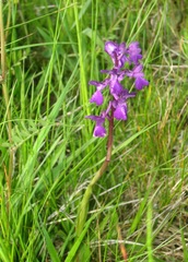 Anacamptis × alata