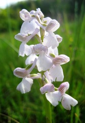 Anacamptis morio morio