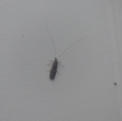 Triplectidinae