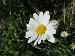 Agapanthia villosoviridescens