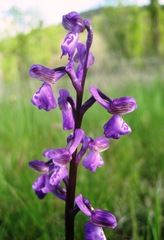 Anacamptis morio morio
