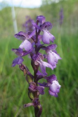 Anacamptis morio morio