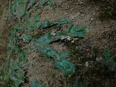 Conocephalum conicum