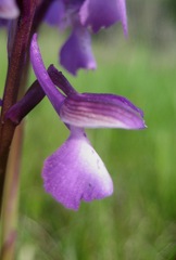 Anacamptis morio morio