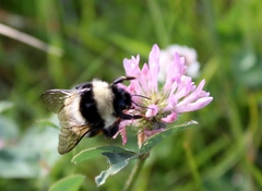 Bombus sichelii