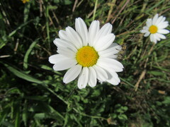 Agapanthia villosoviridescens