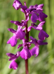 Anacamptis × alata