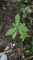 Pittosporum eugenioides