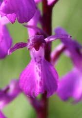 Anacamptis × alata