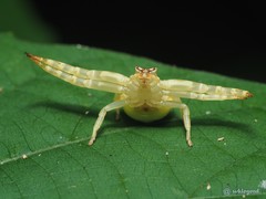 Thomisus labefactus