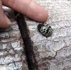 Platyphora tessellata