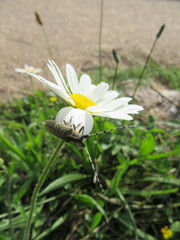 Agapanthia villosoviridescens