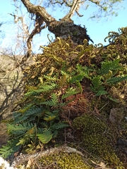 Pleopeltis pinnatifida