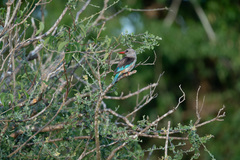 Halcyon leucocephala