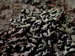 Menegazzia