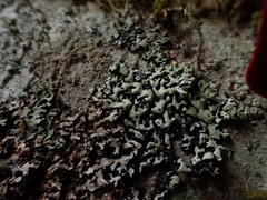 Menegazzia
