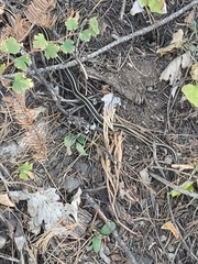 Thamnophis elegans elegans