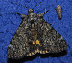 Catocala minuta