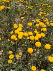 Oncosiphon suffruticosus