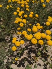 Oncosiphon suffruticosus