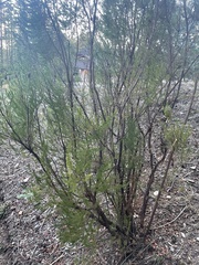 Erica lusitanica
