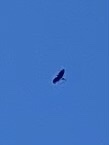 Accipiter nisus