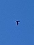 Accipiter nisus