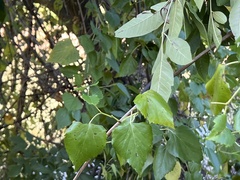 Ampelopsis cordata