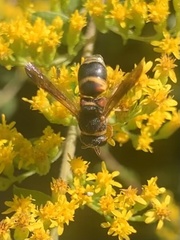 Euodynerus hidalgo hidalgo