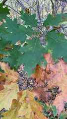 Quercus rubra