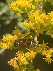 Euodynerus hidalgo hidalgo