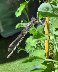 Austrolestes annulosus