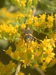 Euodynerus hidalgo hidalgo