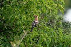 Upupa epops africana