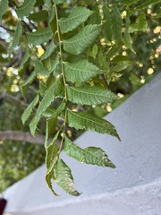 Koelreuteria paniculata