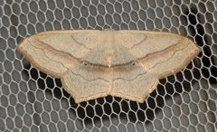 Scopula imitaria