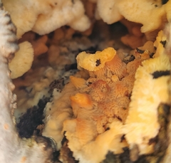 Trichoderma sulphureum