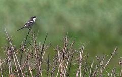 Lanius collaris collaris