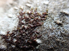 Frullania nisquallensis