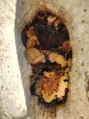 Trichoderma sulphureum