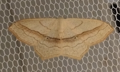 Scopula imitaria