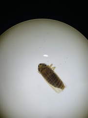 Graminella villica