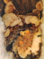 Trichoderma sulphureum