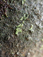 Radula complanata