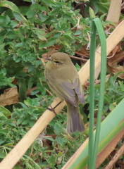 Phylloscopus collybita